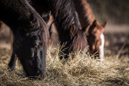 Quel alimentation pour son cheval