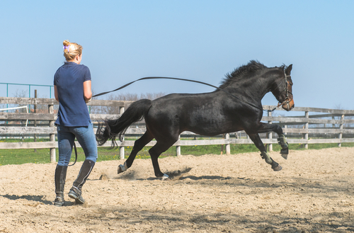 Entraîner son cheval avant une compétition