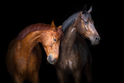 Quel race de cheval pour quel cavalier ?